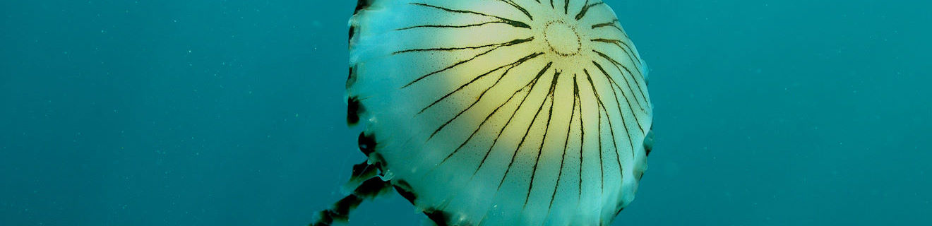 Compass Jellyfish